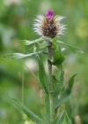 Einzelbild 7 Federige Flockenblume - Centaurea nervosa