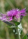 Einzelbild 8 Federige Flockenblume - Centaurea nervosa