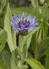 Einzelbild 5 Berg-Flockenblume - Centaurea montana