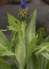 Einzelbild 6 Berg-Flockenblume - Centaurea montana