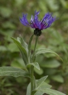 Einzelbild 7 Berg-Flockenblume - Centaurea montana