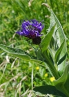 Einzelbild 8 Berg-Flockenblume - Centaurea montana