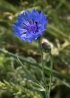 Einzelbild 6 Kornblume - Centaurea cyanus