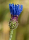 Einzelbild 8 Kornblume - Centaurea cyanus