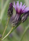 Einzelbild 6 Gewöhnliche Färber-Scharte - Serratula tinctoria subsp. tinctoria