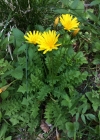 Einzelbild 6 Hainlattich - Aposeris foetida