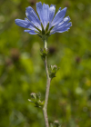 Einzelbild 6 Wegwarte - Cichorium intybus