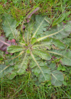 Einzelbild 5 Wiesen-Ferkelkraut - Hypochaeris radicata