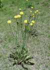 Einzelbild 6 Wiesen-Ferkelkraut - Hypochaeris radicata