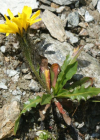 Einzelbild 5 Berg-Milchkraut - Leontodon montanus