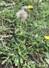 Einzelbild 6 Raues Milchkraut - Leontodon hispidus