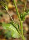 Einzelbild 7 Gewöhnliches Bitterkraut - Picris hieracioides
