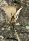 Einzelbild 6 Österreicher Schwarzwurzel - Scorzonera austriaca