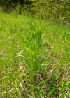Einzelbild 6 Wiesen-Bocksbart - Tragopogon pratensis