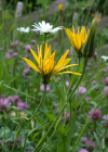 Einzelbild 7 Wiesen-Bocksbart - Tragopogon pratensis