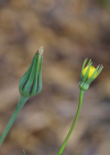 Einzelbild 5 Grosser Bocksbart - Tragopogon dubius