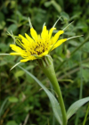 Einzelbild 6 Grosser Bocksbart - Tragopogon dubius