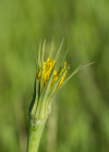 Einzelbild 7 Grosser Bocksbart - Tragopogon dubius