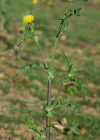 Einzelbild 8 Raue Gänsedistel - Sonchus asper