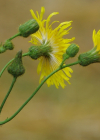 Einzelbild 6 Gewöhnliche Acker-Gänsedistel - Sonchus arvensis subsp. arvensis