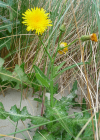 Einzelbild 8 Gewöhnliche Acker-Gänsedistel - Sonchus arvensis subsp. arvensis