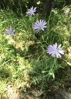 Einzelbild 5 Blauer Lattich - Lactuca perennis