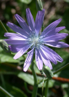 Einzelbild 6 Blauer Lattich - Lactuca perennis