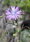 Einzelbild 7 Blauer Lattich - Lactuca perennis