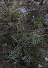 Einzelbild 8 Blauer Lattich - Lactuca perennis