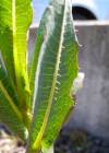 Einzelbild 6 Wilder Lattich - Lactuca serriola
