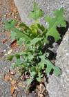 Einzelbild 7 Wilder Lattich - Lactuca serriola