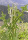 Einzelbild 8 Wilder Lattich - Lactuca serriola