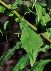 Einzelbild 8 Purpurlattich - Prenanthes purpurea