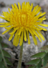 Einzelbild 5 Gewöhnlicher Löwenzahn - Taraxacum officinale aggr.