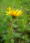 Einzelbild 7 Gewöhnlicher Löwenzahn - Taraxacum officinale aggr.
