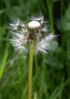 Einzelbild 8 Gewöhnlicher Löwenzahn - Taraxacum officinale aggr.