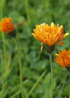 Einzelbild 6 Gold-Pippau - Crepis aurea