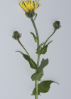 Einzelbild 5 Pyrenäen-Pippau - Crepis pyrenaica