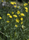 Einzelbild 5 Kleinköpfiger Pippau - Crepis capillaris