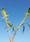Einzelbild 6 Kleinköpfiger Pippau - Crepis capillaris