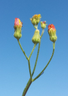 Einzelbild 7 Kleinköpfiger Pippau - Crepis capillaris