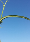 Einzelbild 8 Kleinköpfiger Pippau - Crepis capillaris