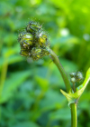Einzelbild 6 Sumpf-Pippau - Crepis paludosa