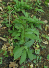 Einzelbild 8 Sumpf-Pippau - Crepis paludosa