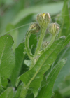 Einzelbild 7 Grossköpfiger Pippau - Crepis conyzifolia