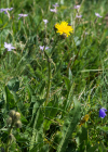 Einzelbild 8 Grossköpfiger Pippau - Crepis conyzifolia