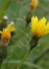 Einzelbild 6 Wiesen-Pippau - Crepis biennis