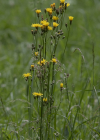 Einzelbild 8 Wiesen-Pippau - Crepis biennis