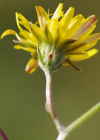 Einzelbild 5 Löwenzahnblättriger Blasen-Pippau - Crepis vesicaria subsp. taraxacifolia
