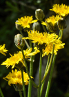 Einzelbild 8 Löwenzahnblättriger Blasen-Pippau - Crepis vesicaria subsp. taraxacifolia